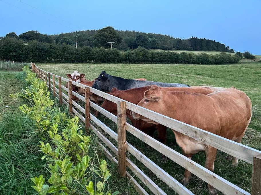 Foxhall Farm Thirsk Exteriör bild